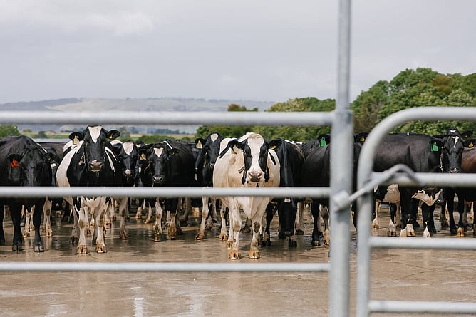 Dairy cows in yard