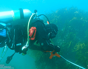 Volunteer Opportunity | Skippers &amp; Divers Wanted: Kōura Dive Survey, Waiheke Island