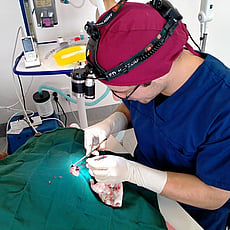 GVS vet doing surgery 