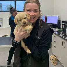 GVS vet