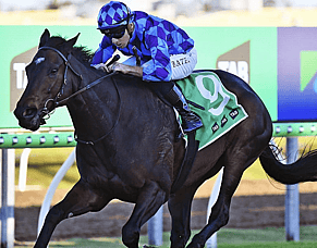 Advantage Jenni in Saturday's Doomben Cup