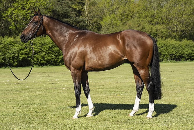 Novara Park Stud’s new addition to the stallion roster, The Foxes. - Photo: supplied