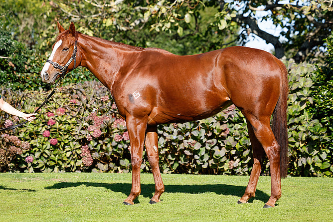 Stakes winning Written Tycoon mare Glamour Tycoon sold to Nearco Stud - Photo: supplied