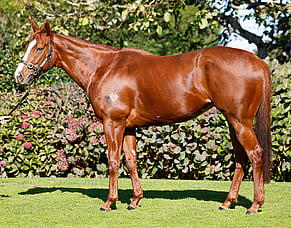 New Zealand buyers to the fore in May Premium Broodmare Sale on Gavelhouse Plus