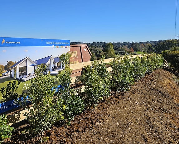 Hedge planting at Beaver Rd