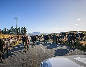 Mooving Day