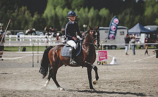 Working Equitation