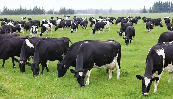 Fertiliser and your new farm