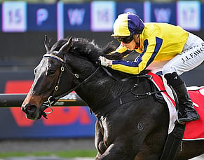 Wexford 2YO pounces at Ellerslie
