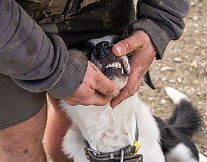 All bark, sore bite!