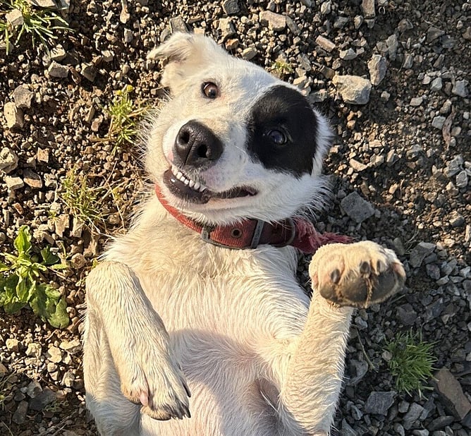 A 2020 New Zealand working farm dog study showed 35% of all dogs examined had oral cavity issues, with worn and broken teeth topping the list! TeamMate: a longitudinal study of New Zealand working farm dogs.