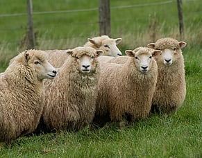 Pre-lambing management strategies