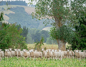 Are summer crops reducing worm burdens?
