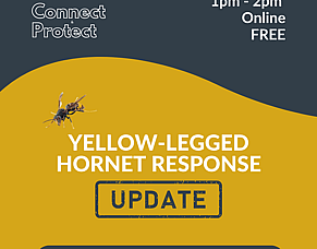 May Connect &amp; Protect Online: Yellow-legged hornet (vespa velutina) update