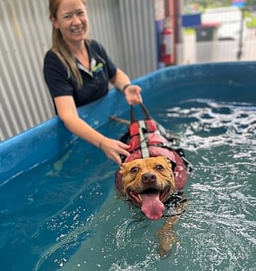 Hydrotherapy for Dogs Auckland