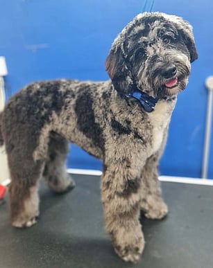 Dog grooming Auckland