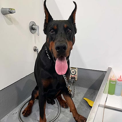 valet dog washing