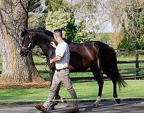 HK winners keep flowing for Highview sire