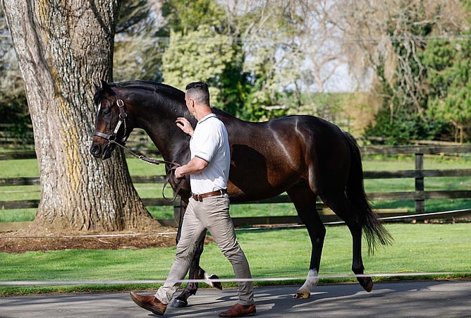Highview Stud stallion Wrote. Photo: Angelique Bridson