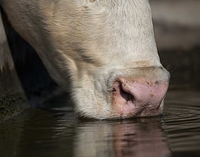Magnesium supplementation - not just for dairy cows
