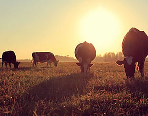 Transition cow management
