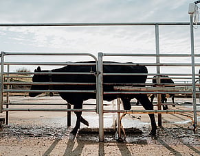 How to choose the right teat spray for your system