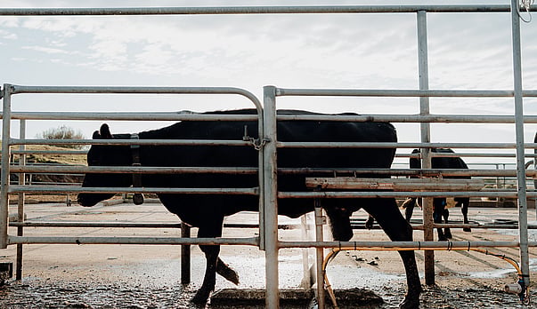 How to choose the right teat spray for your system