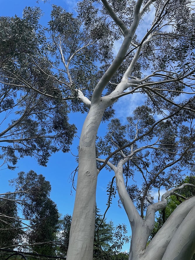 Eucalyptus pacifiers bipolar