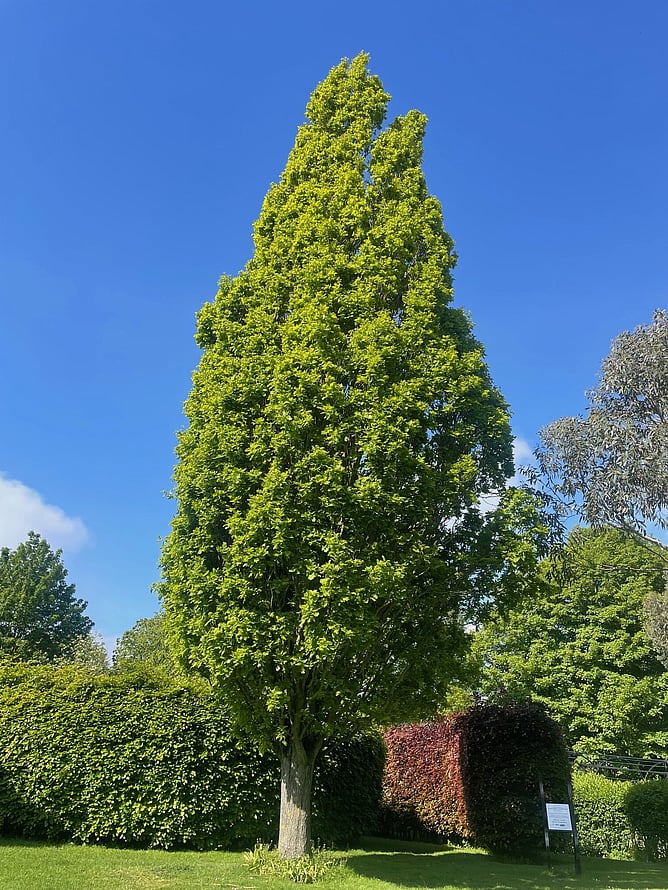 Quercus robin fastigata