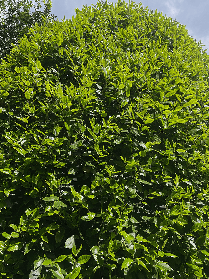 Prunus Lusitanica