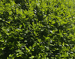 The Power of Planting for the Future: Trees That Inspire Me