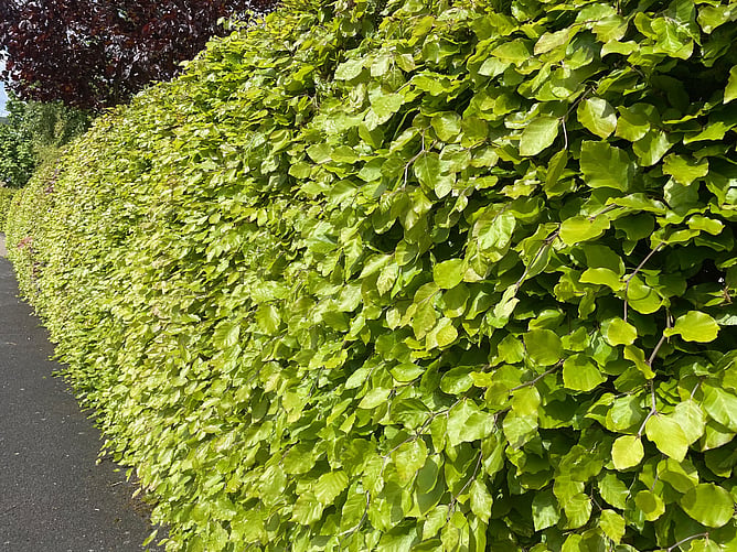 Fagus Sylvatica
