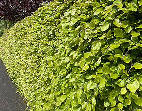 The Benefits of a Living Boundary