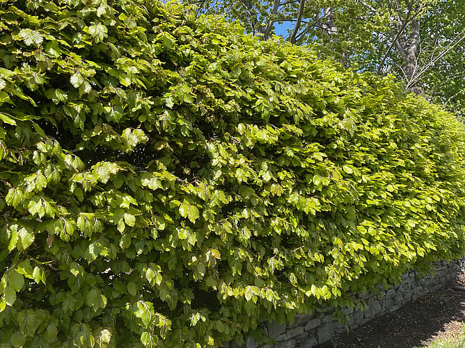 Carpinus Betulus