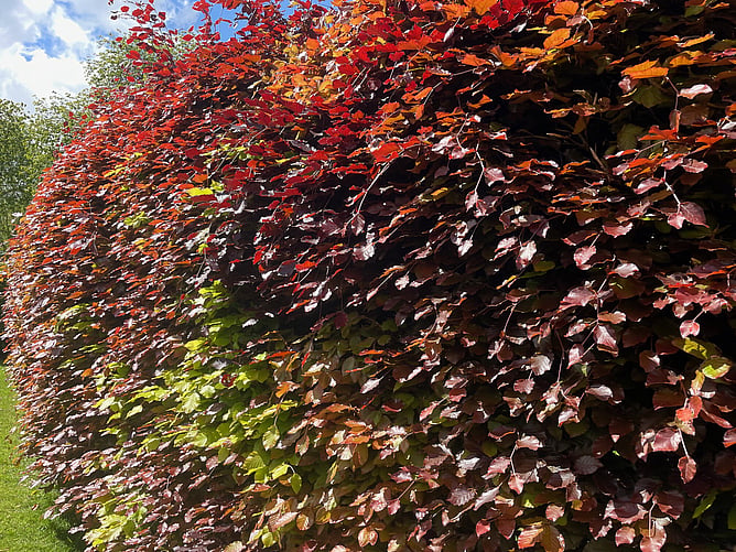 Fagus Sylvatica