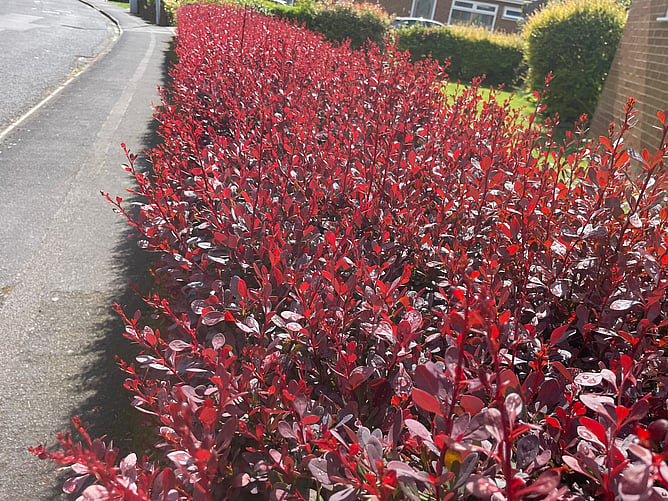 Berberis Thungbergii 'Purpurea'