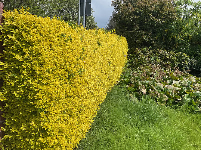 Ligustrum Ovalifolium 'Aurea'