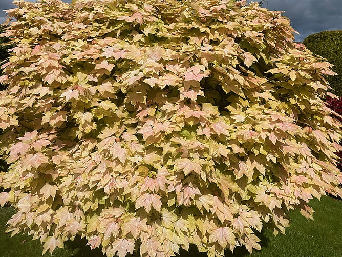 Acer Palmatum 'Brilliantissima'