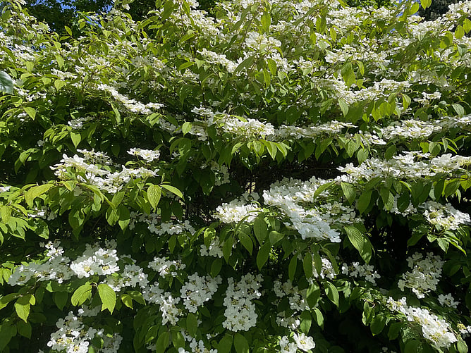 Viburnum Plicatum 'Mariesii'
