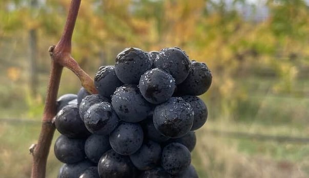 Rock and a good place - Wine of the week