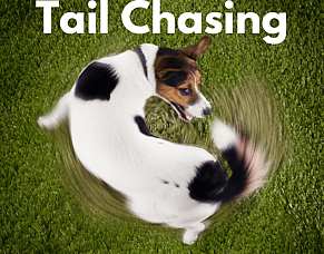 Tail Chasing