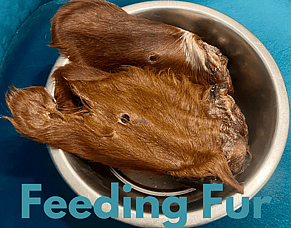 Feeding Fur