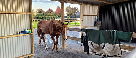 Stables