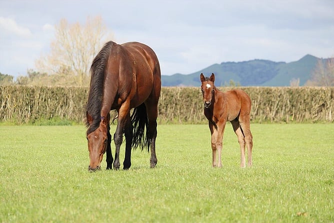 Ka Ying Rising as a foal in New Zealand - Photo: supplied