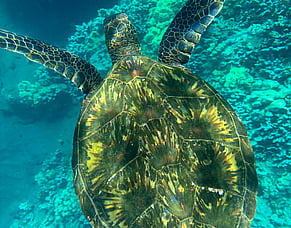 Vacation Rental Recommendation list for Kihei Maui