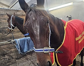 Race previews