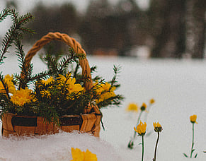 A Bucketful in Winter