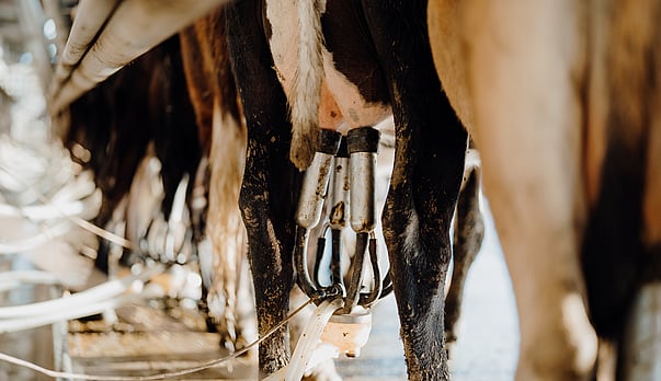 Why farm operations managers are rethinking iodine and what the data says about teat skin health