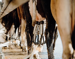 Why farm operations managers are rethinking iodine and what the data says about teat skin health