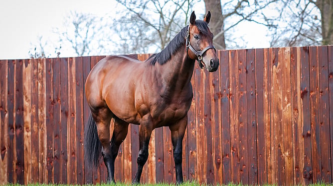 Cambridge Stud shuttle stallion Hello Youmzain